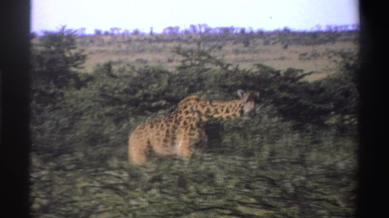 Giraffe standing in brush with its head near leafy branches.