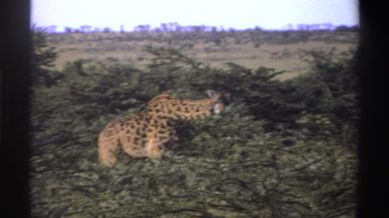 1969 Nigeria 8mm frame with a giraffe partly hidden in green vegetation, its spotted coat and head visible.