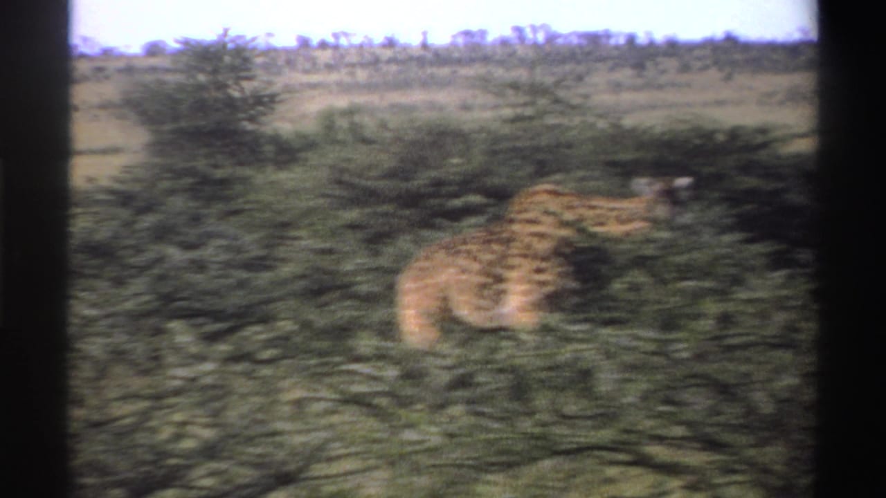 1969 Nigeria 8mm frame showing a softly blurred giraffe behind green brush in open scrubland.