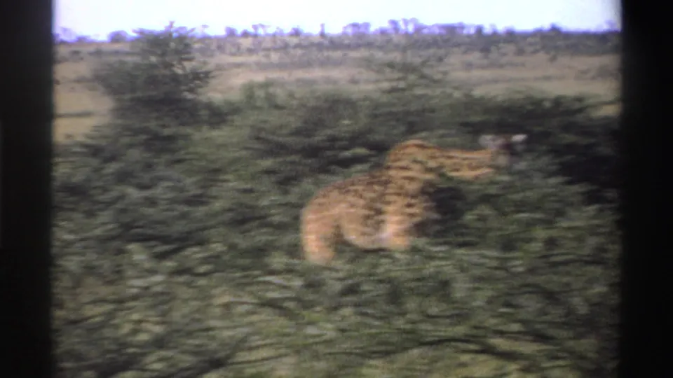 1969 Nigeria 8mm frame showing a softly blurred giraffe behind green brush in open scrubland.