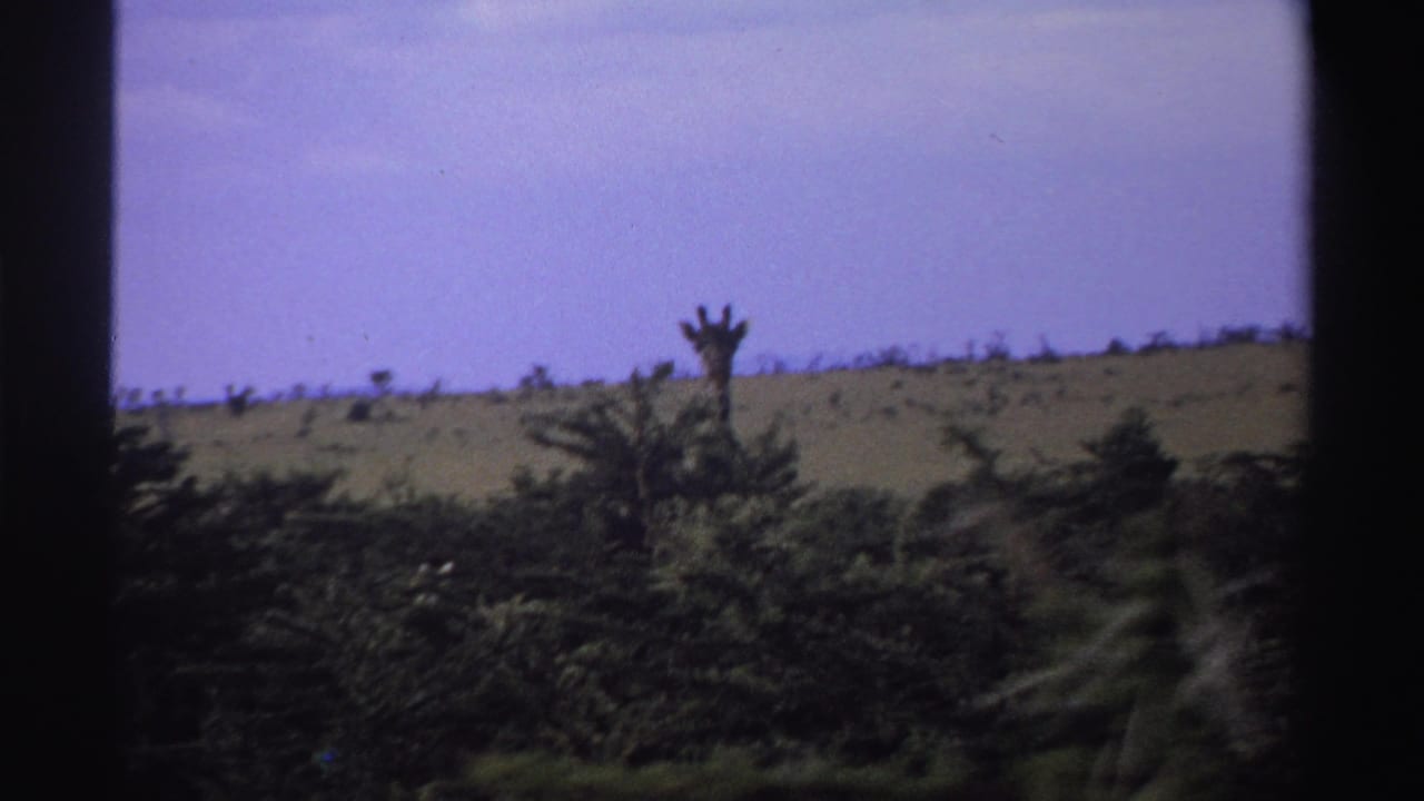 1969 Nigeria 8mm frame with a giraffe head and neck visible above dark treetops, with shrubs and pale blue sky behind.
