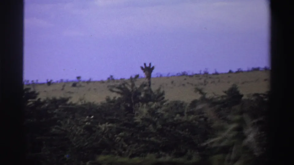 1969 Nigeria 8mm frame with a giraffe head and neck visible above dark treetops, with shrubs and pale blue sky behind.