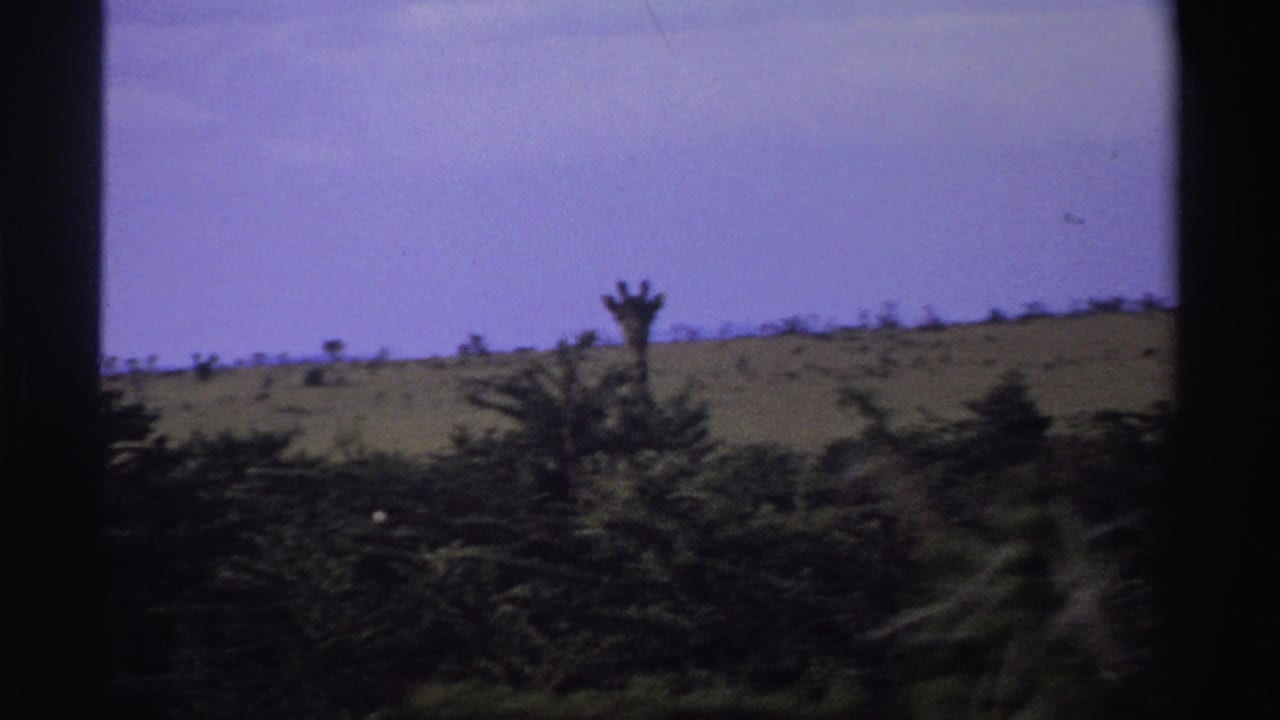 1969 Nigeria 8mm frame showing a distant giraffe head above the treeline, with a grassy ridge, dark foliage, and pale sky.