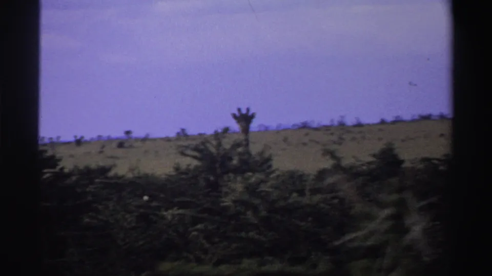 1969 Nigeria 8mm frame showing a distant giraffe head above the treeline, with a grassy ridge, dark foliage, and pale sky.