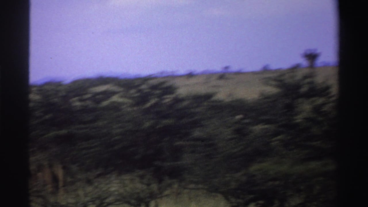 Blurred savanna view with brush, trees, pale sky, and dark film-frame edges.