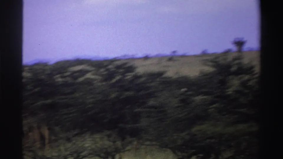 1969 8mm Nigeria wildlife footage begins with a soft, handheld view across brushy savanna before giraffes come into clearer view.