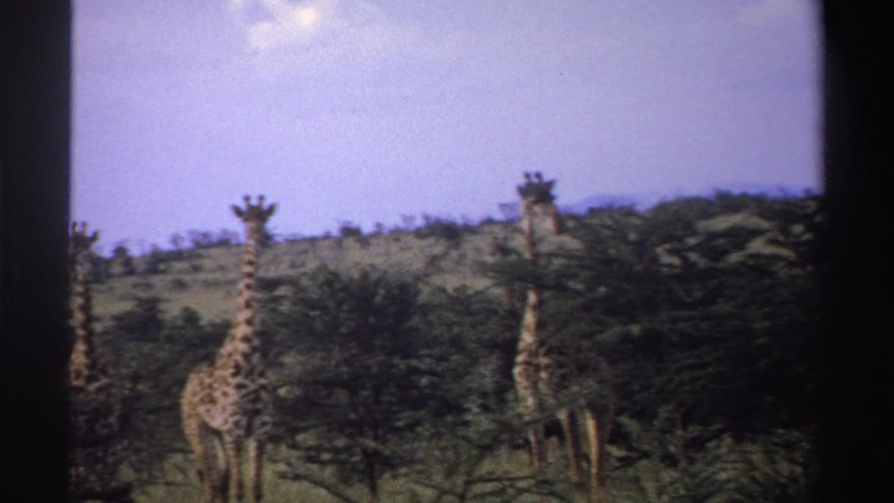 Three giraffes appear among acacia-like trees and low brush in 1969 Nigeria 8mm home-movie wildlife footage.