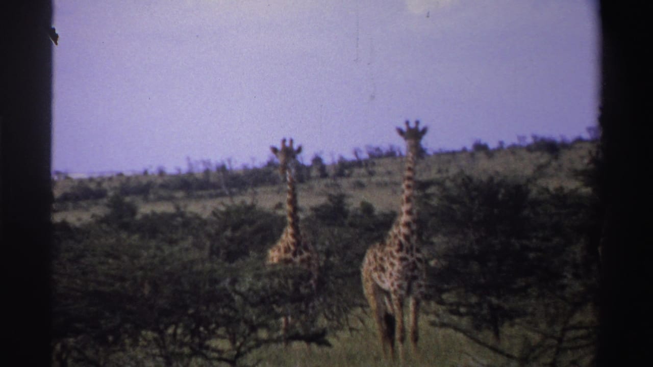 Two giraffes are framed close to brush and trees, with soft 8mm grain and a purple cast consistent with the 1969 Nigeria clip metadata.