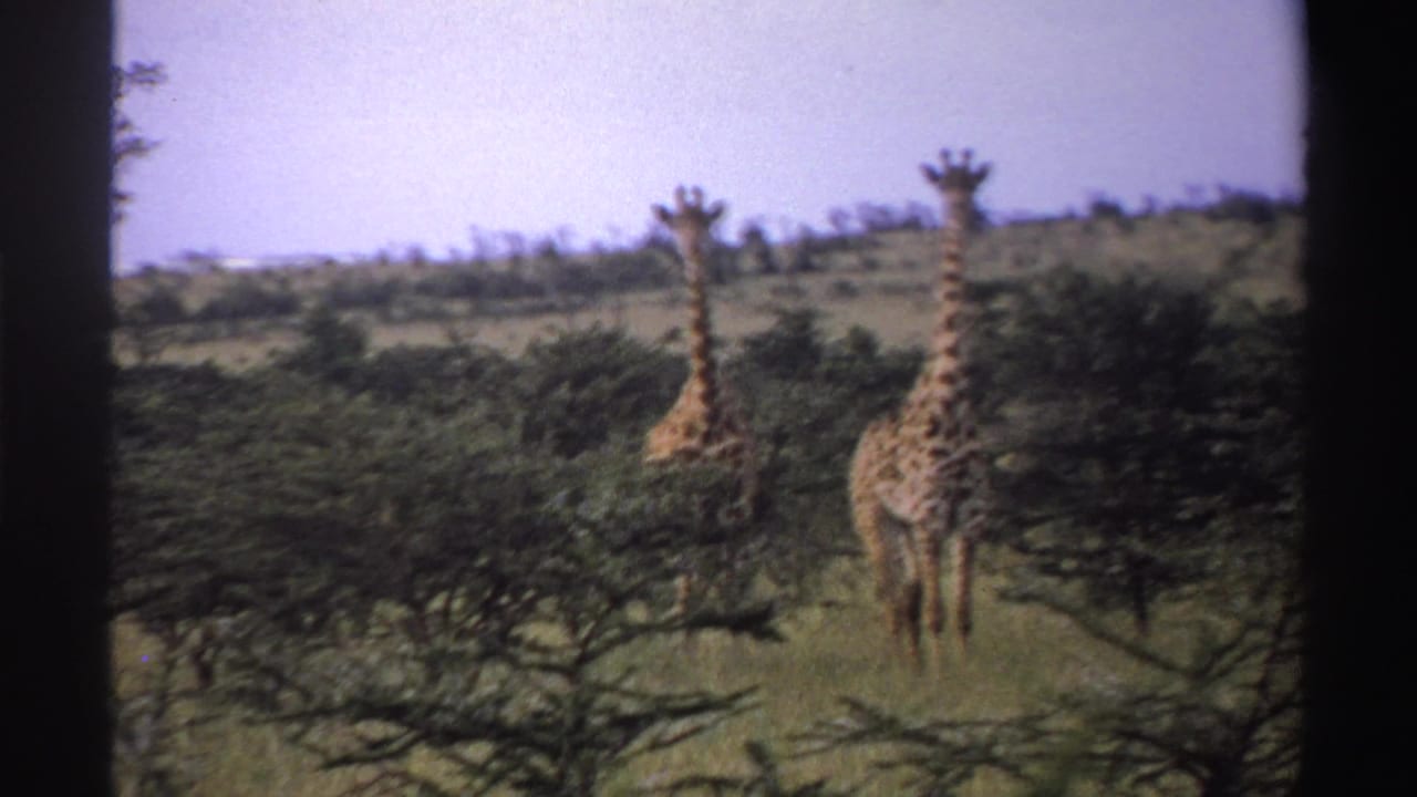 Two giraffes stand near a spreading tree on grassy savanna in this 1969 8mm wildlife view from Nigeria.
