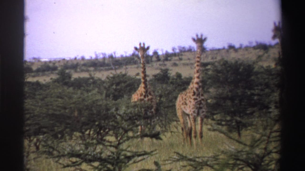 Three giraffes standing among low trees in open savanna with dark film borders.