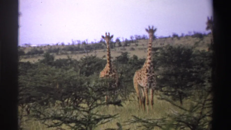 1969 Nigeria 8mm frame showing three giraffes among low trees on open savanna under a pale sky.