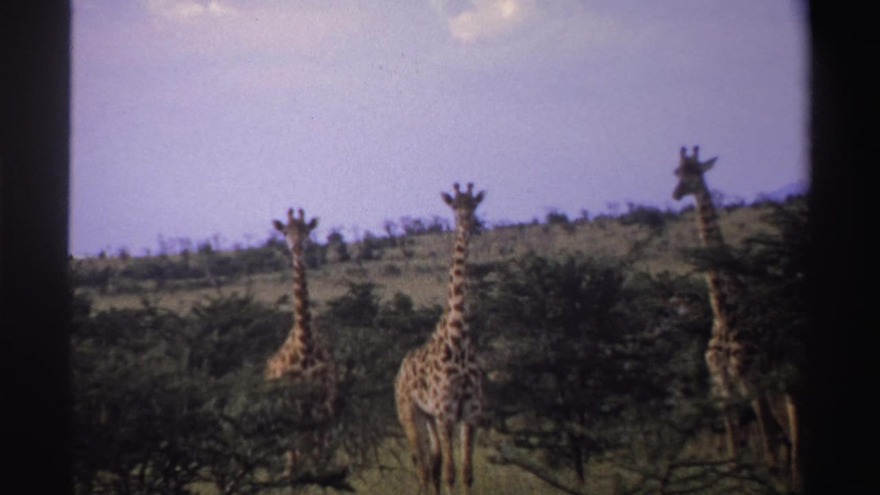 1969 Nigeria 8mm frame with three giraffes visible among trees and brush on a grassy savanna slope.