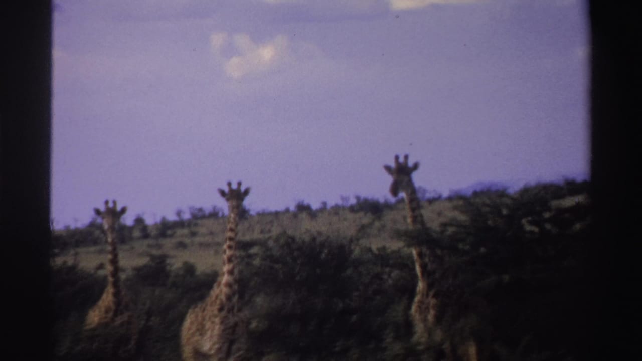 1969 Nigeria 8mm frame showing giraffes rising above low trees, with the animals partly cropped by the frame.