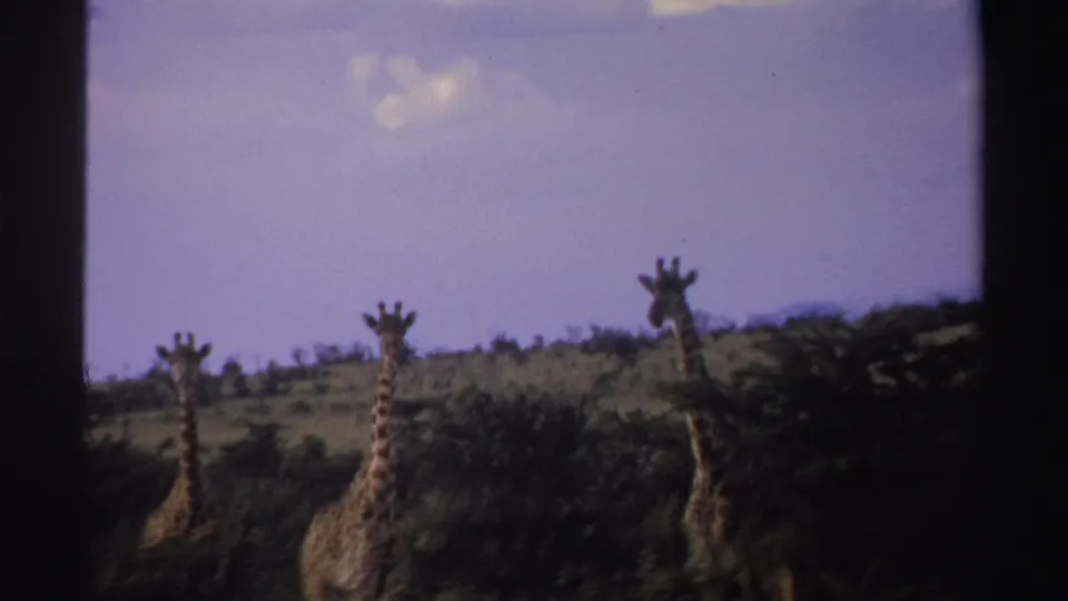 1969 Nigeria 8mm frame showing giraffes rising above low trees, with the animals partly cropped by the frame.