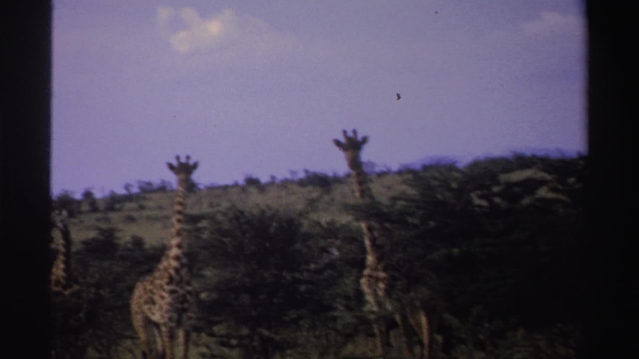 1969 Nigeria 8mm frame showing three giraffes near scattered trees, with dark film borders and soft color.