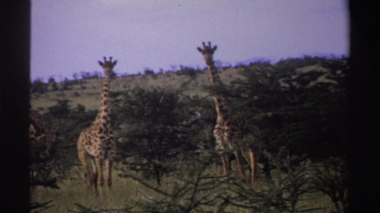 Two giraffes stand among scrub trees in an open savanna landscape.