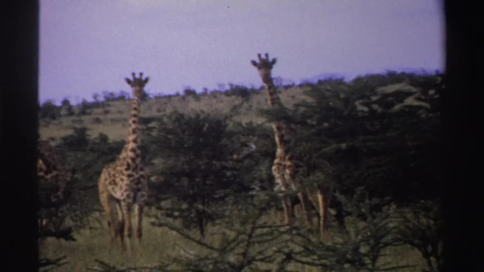 Two giraffes in metadata-identified Nigeria, 1969, stand among low trees and dry grass under a pale sky.