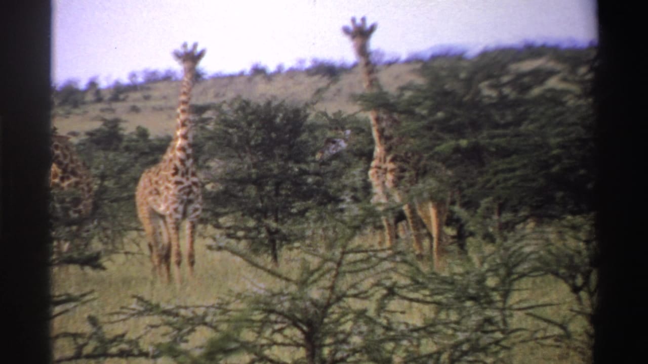 Two giraffes face the camera in a grassy Nigerian savanna scene, framed by 8mm contact-sheet borders.