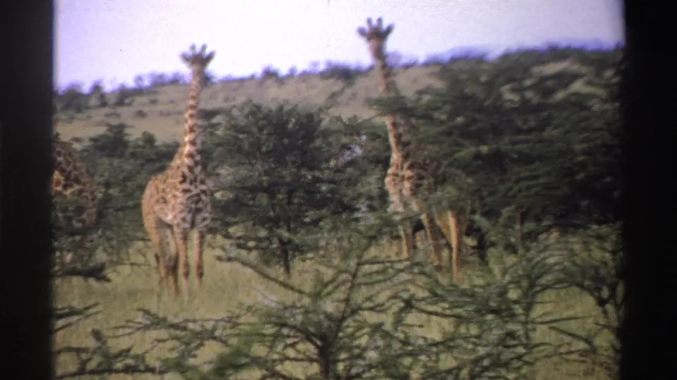 Two giraffes face the camera in a grassy Nigerian savanna scene, framed by 8mm contact-sheet borders.