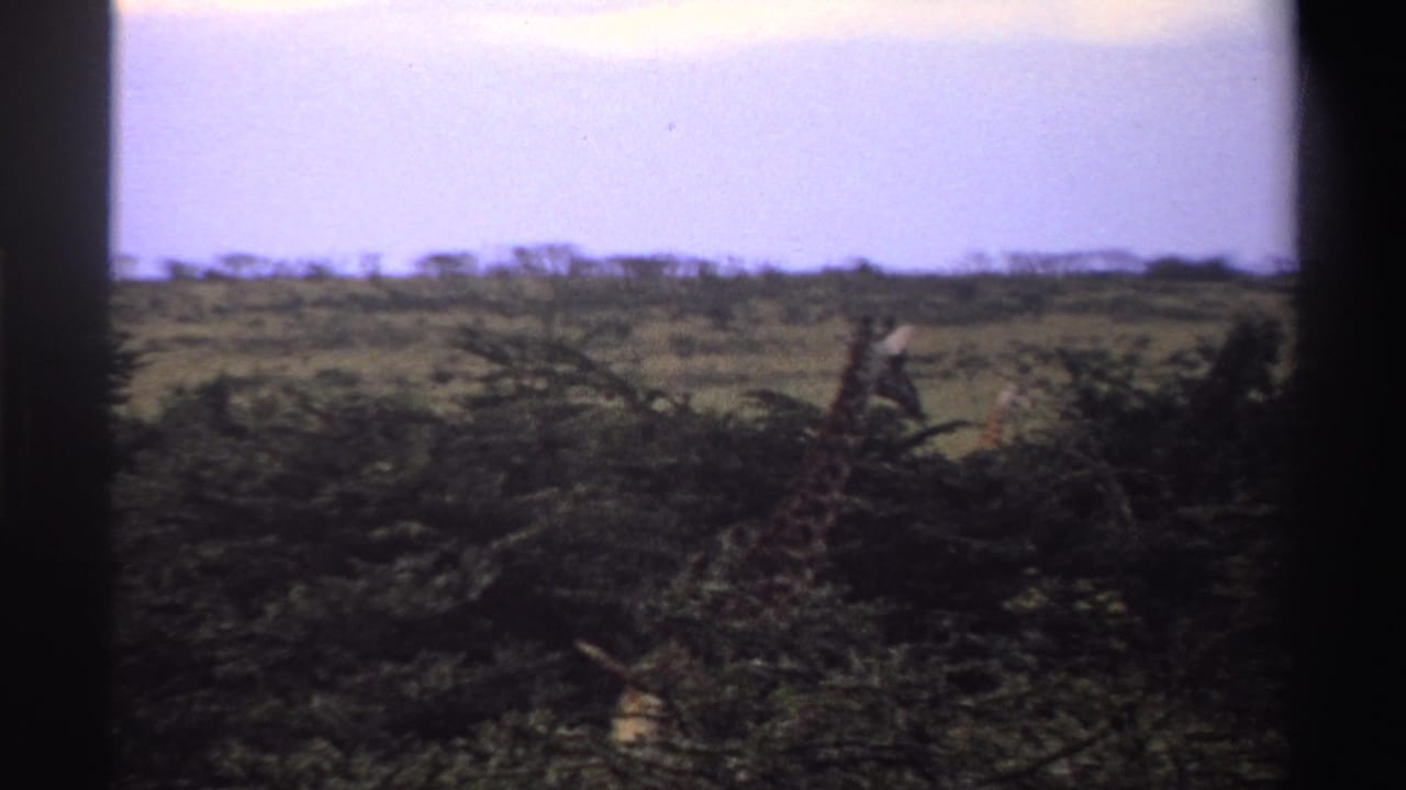A giraffe appears partly hidden by foreground brush in the 1969 Nigeria wildlife footage, with open grassland beyond.