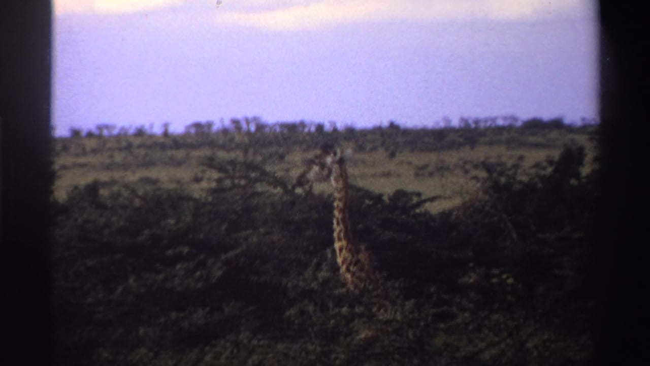 A giraffe stands amid dark scrub in metadata-supported 1969 Nigeria footage, with open savanna stretching behind it.