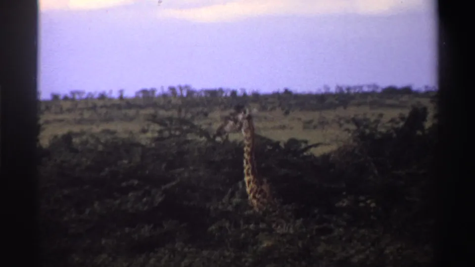 A giraffe stands amid dark scrub in metadata-supported 1969 Nigeria footage, with open savanna stretching behind it.