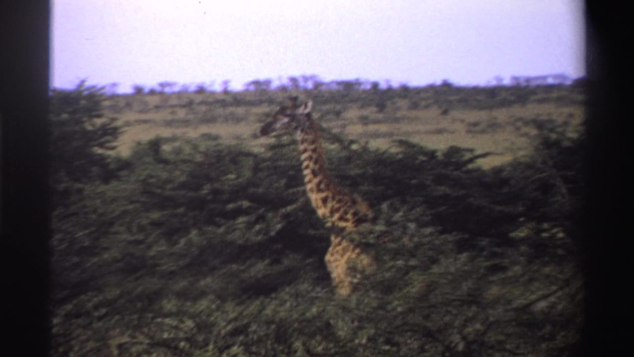 Giraffe partly visible among green trees beneath a pale sky.