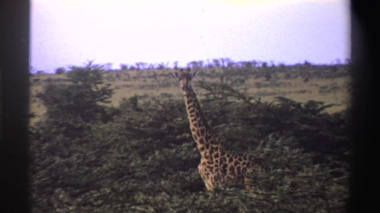 Vintage 8mm view from Nigeria in 1969 showing a giraffe framed by dense foliage and open savanna beyond.
