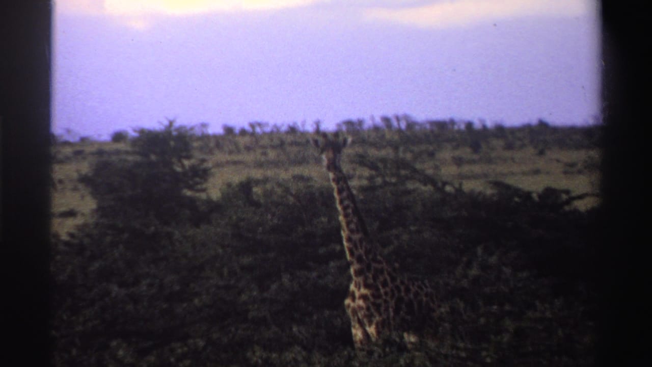1969 Nigeria home-movie frame with a giraffe partly hidden by dark green trees in a soft 8mm savanna view.