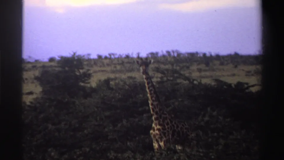 1969 Nigeria home-movie frame with a giraffe partly hidden by dark green trees in a soft 8mm savanna view.