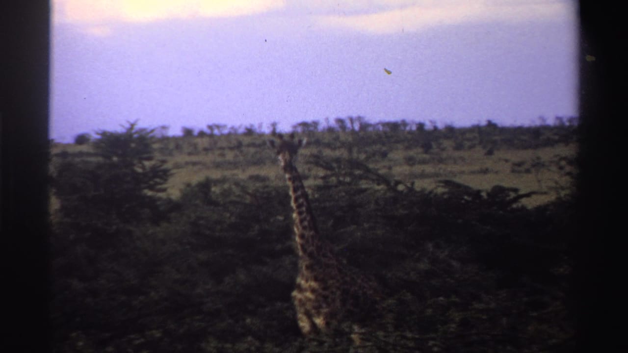 Faded 8mm frame from Nigeria in 1969 showing a distant giraffe moving through low green savanna trees.