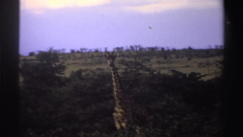 Faded 8mm frame from Nigeria in 1969 showing a distant giraffe moving through low green savanna trees.