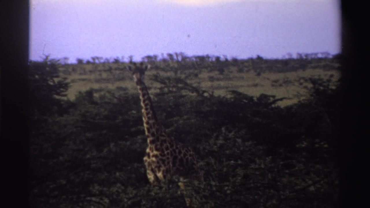 Distant giraffe partly framed by dark film edges in grassy savanna.