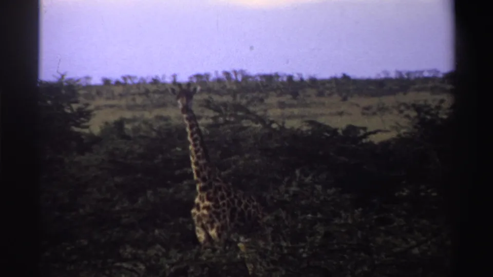 Distant giraffe in the Nigerian savanna, filmed on 8mm in 1969 with soft focus, dark gate edges, grass, and low trees.