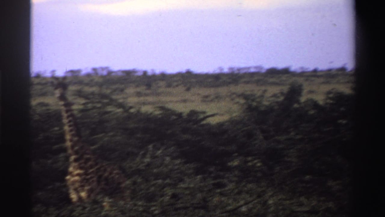 Soft 1969 8mm view of a giraffe in Nigeria, seen at a distance among savanna grass, shrubs, and a pale sky.