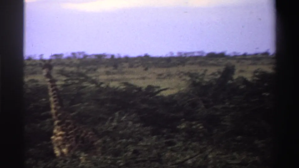 Soft 1969 8mm view of a giraffe in Nigeria, seen at a distance among savanna grass, shrubs, and a pale sky.