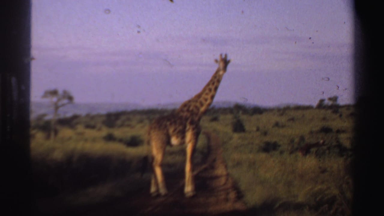 Giraffe stands on a dirt path in the Nigerian savanna, with grass, scattered trees, and faded 1969 8mm film color.