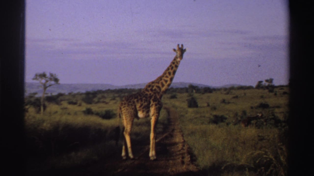 Closer 1969 8mm frame of a giraffe on a dirt path in Nigeria, bordered by tall grass and scattered savanna trees.