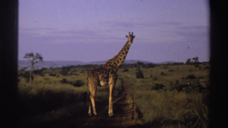 Closer 1969 8mm frame of a giraffe on a dirt path in Nigeria, bordered by tall grass and scattered savanna trees.