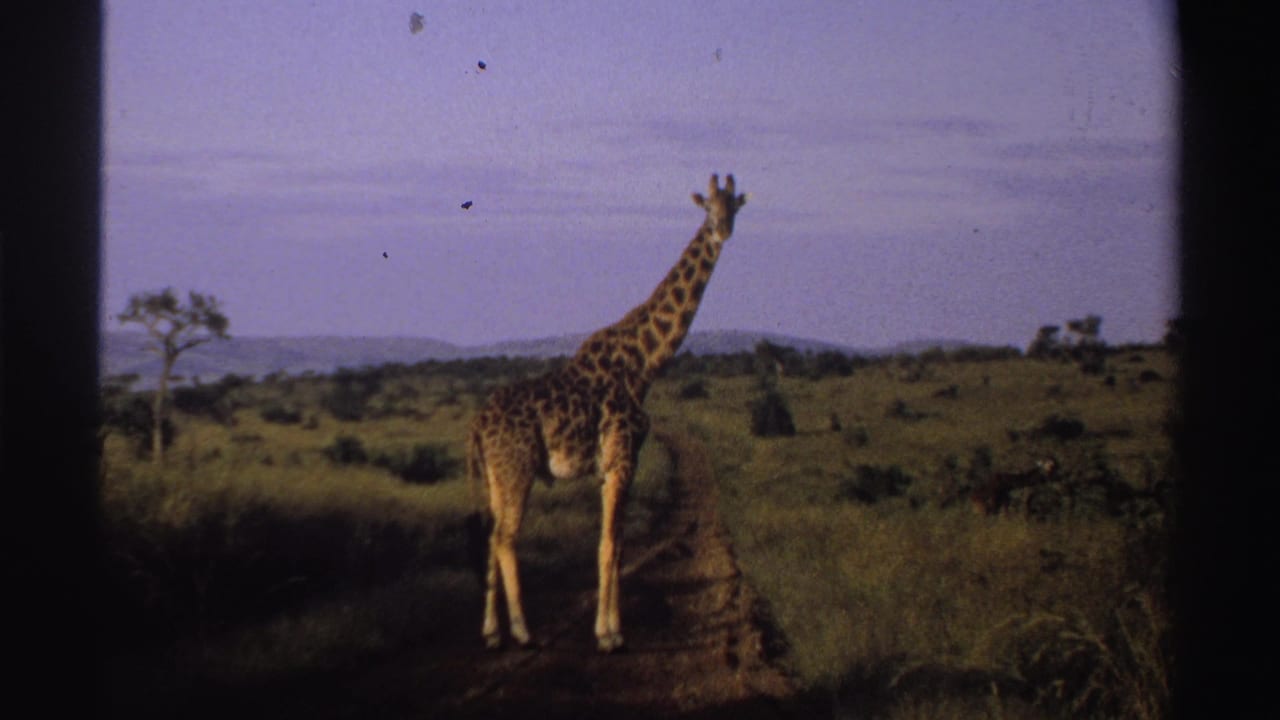 Giraffe standing on a dirt road in open grassland with trees and distant hills.