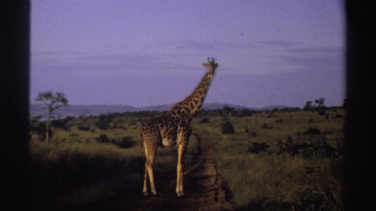 1969 Nigeria 8mm frame of a giraffe on a narrow dirt road, looking toward the camera amid grass, shrubs, and distant low hills.