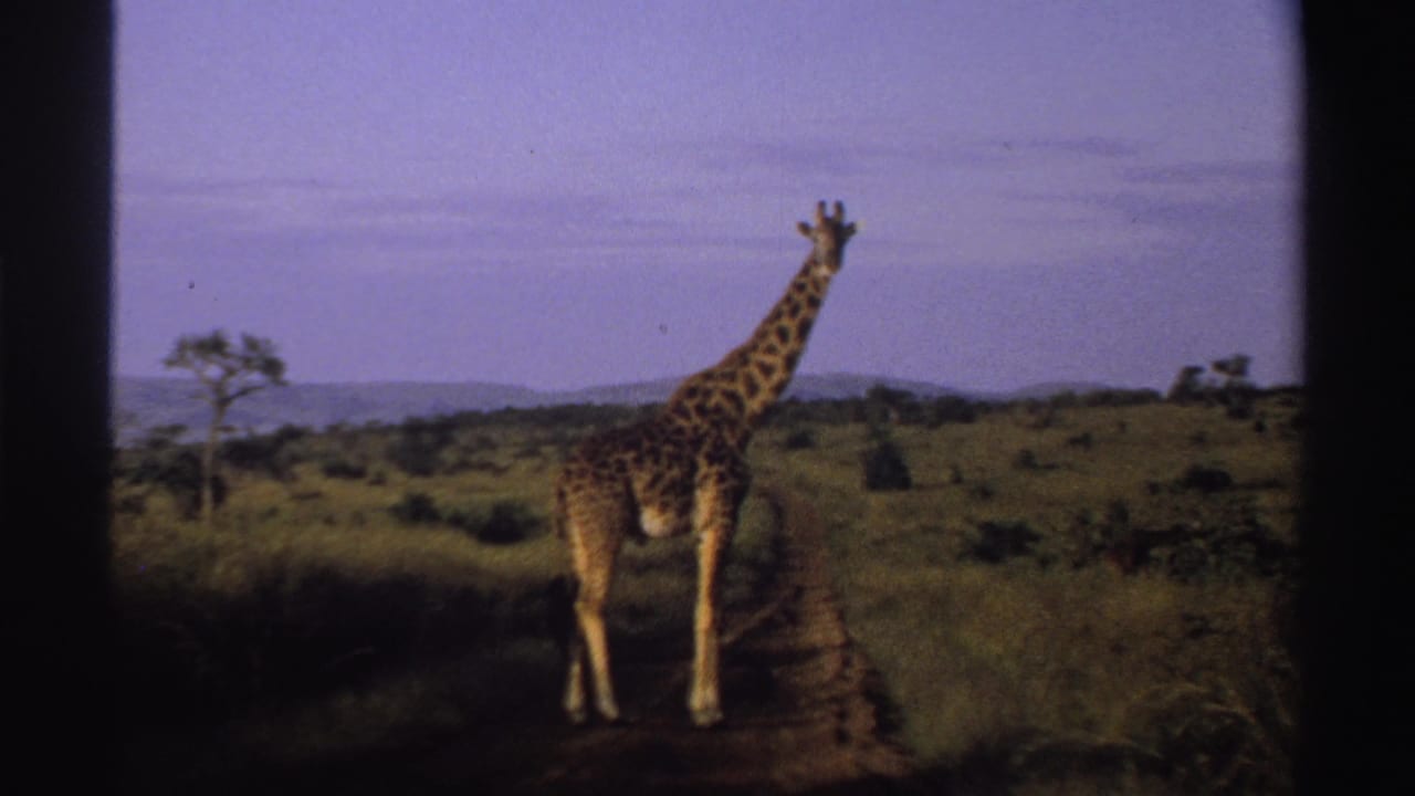 1969 Nigeria 8mm frame with the giraffe more centered on the track, surrounded by savanna vegetation and a pale blue sky.