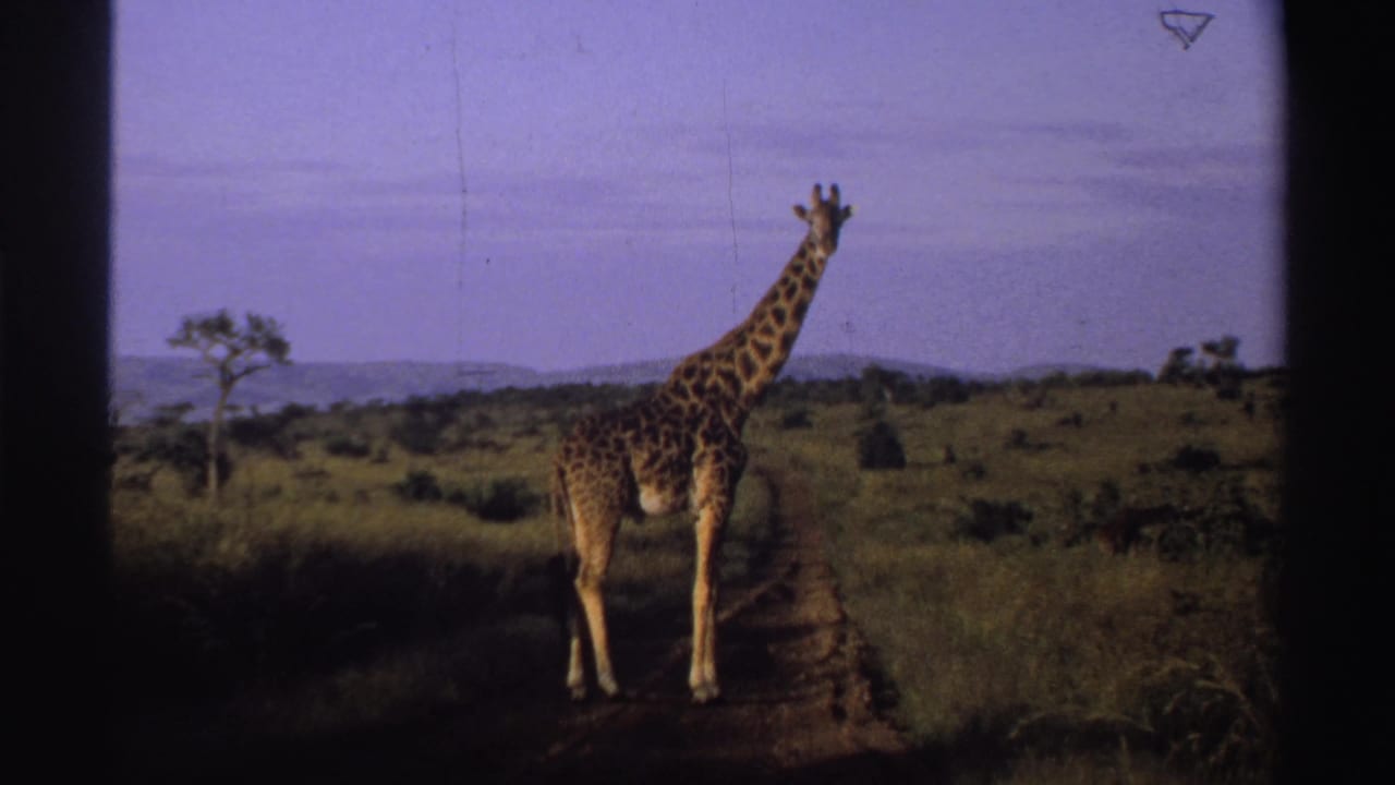 1969 Nigeria 8mm frame showing the giraffe still on the dirt road, with low shrubs, open grassland, and visible film-frame markings.