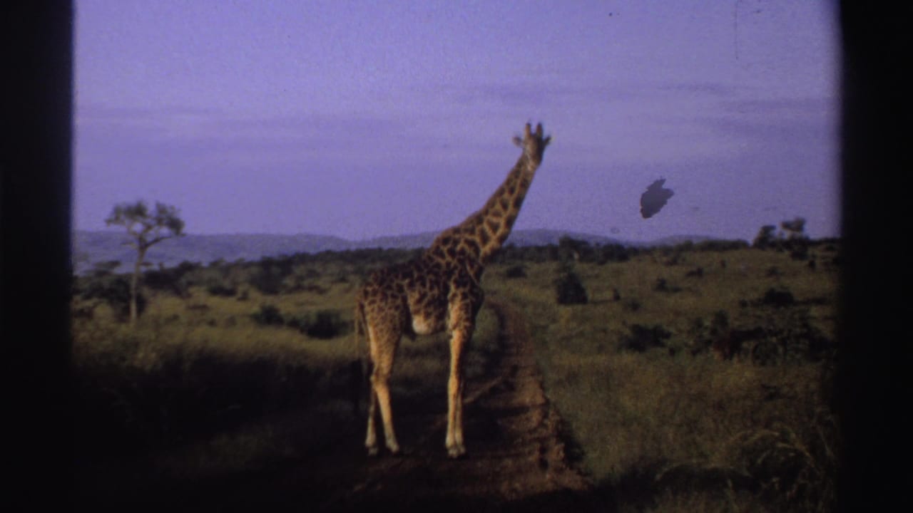 Giraffe standing on a dirt path in open savanna with grasses and distant trees.