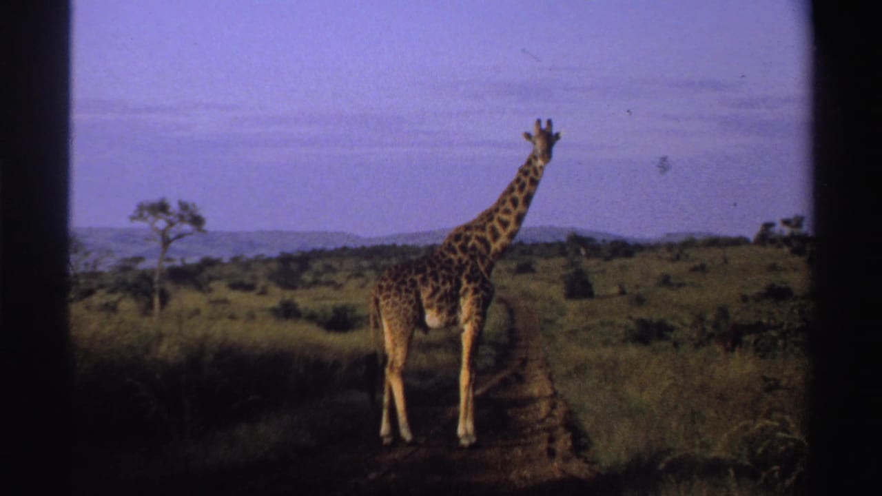 1969 Nigeria 8mm frame showing a giraffe facing right on a savanna path with brush, scattered trees, and distant horizon.