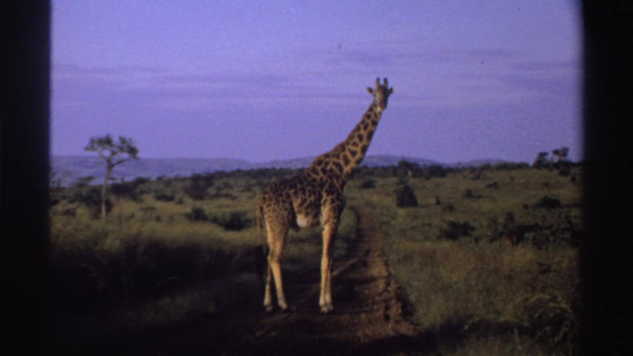 1969 Nigeria 8mm frame of a giraffe standing on a dirt track, surrounded by grasses and sparse trees under a tinted sky.