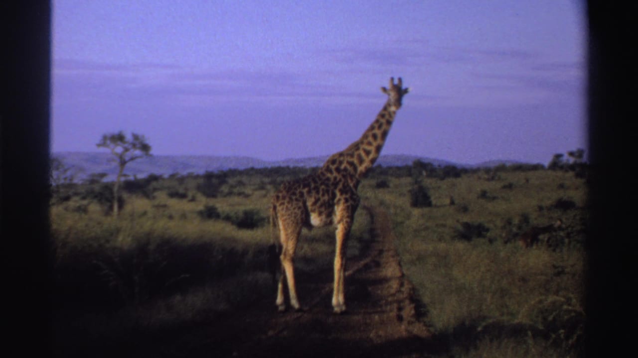 1969 Nigeria 8mm frame showing a giraffe on a narrow path in savanna grassland with a lone tree and distant hills.