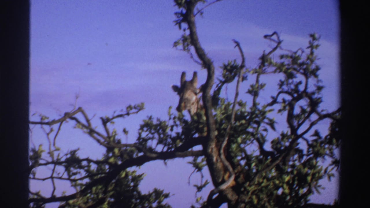 1969 Nigeria 8mm frame showing a giraffe peering through leafy branches against a faded purple-blue sky.