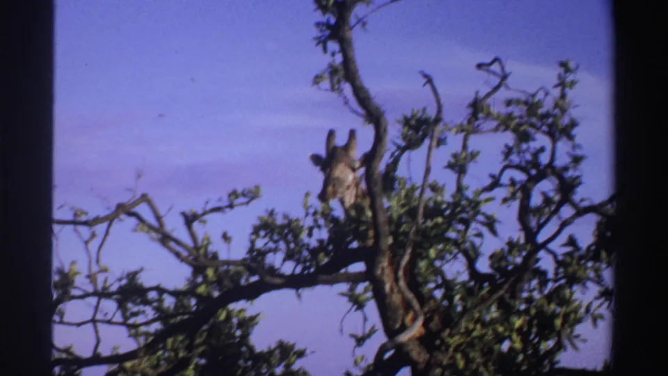 1969 Nigeria 8mm frame showing a giraffe peering through leafy branches against a faded purple-blue sky.