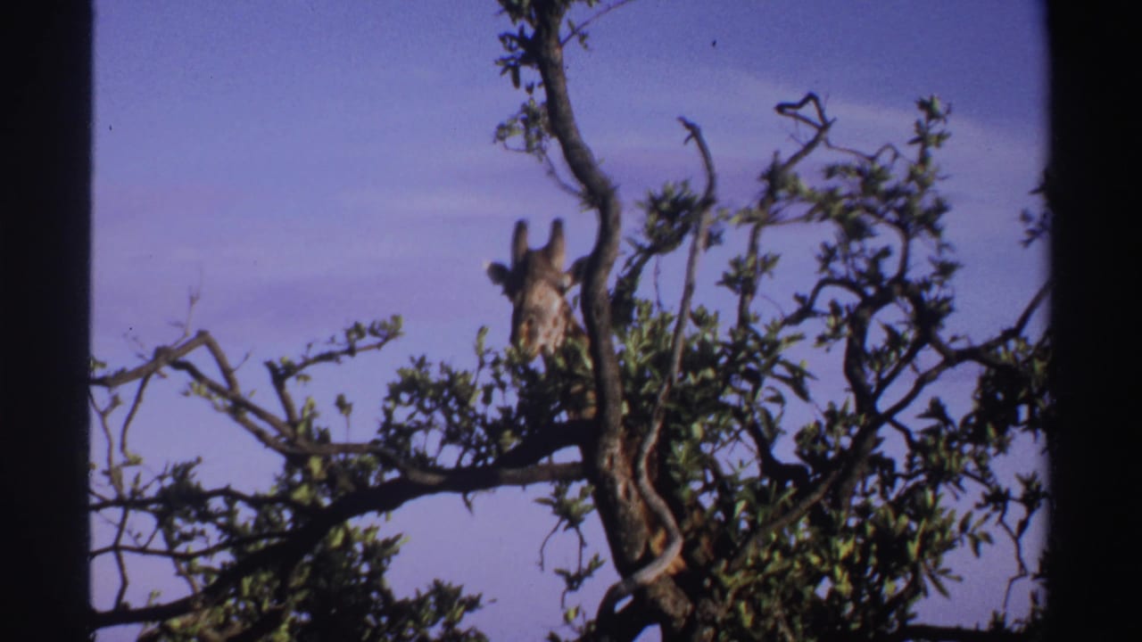 1969 Nigeria 8mm frame with a giraffe's head and neck visible through branches and foliage.